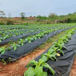 Degradable Ground Cloth Manufacturer - Weeds Control with Hole for Garden