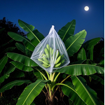 Fruit Cover Bag Manufacturer - Lightweight Peach Protection Waterproof