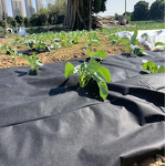 Spunbond Nonwoven Factory - Anti-UV Anti-Aging PP Fusible Ground Cover