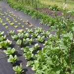 Weed Barrier Fabric Manufacturer - 40gsm Spunbond Ground Cover Garden