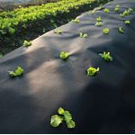 Spunbond Nonwoven Factory - Anti-UV Anti-Aging PP Fusible Ground Cover