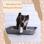 Cat Litter Manufacturer - OEM Low Dust Eco Friendly Ball Shape Bentonite