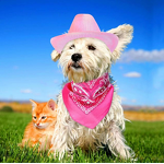 Pet Hat Scarf Set Manufacturer - Iridescent Cowboy Style for Dogs and Cats Traditional Western