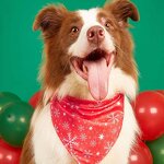 PET Scarf Bib Manufacturer - Christmas Triangle Polyester Cat Dog Drool Headgear Apparel