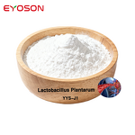 Probiotics Powder Factory - Factory Bulk Lactobacillus Plantarum