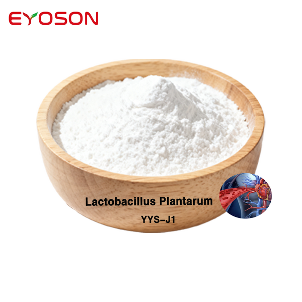 Probiotics Powder Factory - Factory Bulk Lactobacillus Plantarum