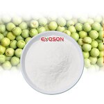 Vegan Protein Powder Factory - Sport Supplements Halal Certified