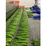 IQF芦笋源头工厂 - 冷冻新鲜整支代工