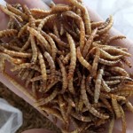干黄粉虫源头工厂 - 野生鸟类食品代工