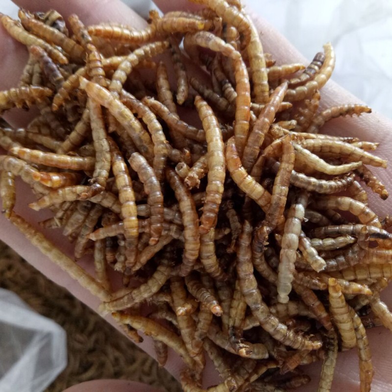 Dried Mealworm Factory - OEM Wild Bird Food