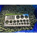 IQF芦笋源头工厂 - 冷冻新鲜整支代工