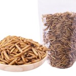 干黑水虻源头工厂 - 高蛋白幼虫代工