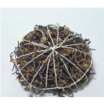 脱水蔬菜生产厂家 - 风干蕨菜代工