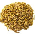 干黑水虻源头工厂 - 高蛋白幼虫代工
