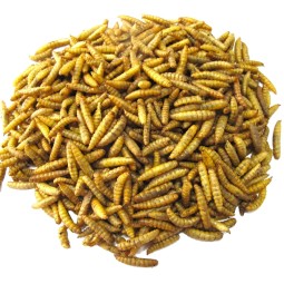 干黑水虻源头工厂 - 高蛋白幼虫代工