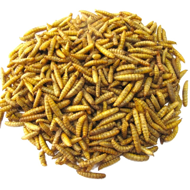 Dried Black Soldier Fly Factory - OEM High Protein Larvae