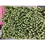 IQF芦笋源头工厂 - 冷冻新鲜整支代工