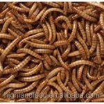 干黄粉虫生产厂家 - 宠物食品供应代工