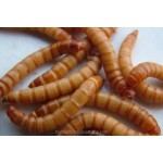 干黄粉虫生产厂家 - 宠物食品供应代工