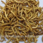 干黄粉虫源头工厂 - 野生鸟类食品代工