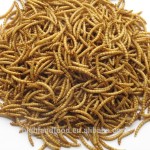 干黄粉虫生产厂家 - 宠物食品供应代工