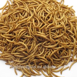 干黄粉虫生产厂家 - 宠物食品供应代工