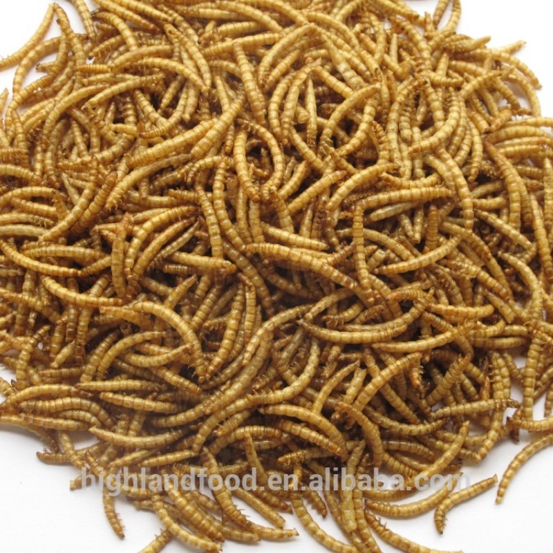 Dried Mealworm Manufacturer - OEM Pet Food Supply