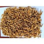 干黑水虻源头工厂 - 高蛋白幼虫代工