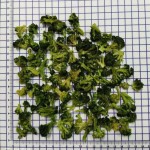 冻干西兰花源头工厂 - FD块状片状代工