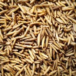 干黑水虻源头工厂 - 高蛋白幼虫代工