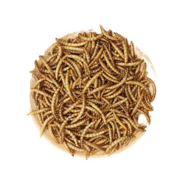 干黄粉虫源头工厂 - 批量白蝇黄粉虫代工