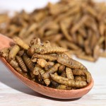 干黑水虻源头工厂 - 高蛋白幼虫代工