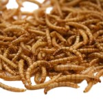 干黄粉虫源头工厂 - 批量白蝇黄粉虫代工