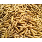 干黑水虻源头工厂 - 高蛋白幼虫代工