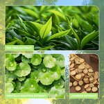 Tea Tree Cream Factory - Private Label LANORIENT Organic