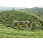 抹茶粉生产厂家 - 有机绿茶代工
