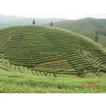 抹茶粉生产厂家 - 日式绿茶代工