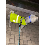 Dog Safety Vest Factory - Adjustable Outdoor High Visibility