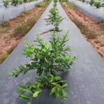 Ground Cover Mesh Factory - OEM Anti-Weed Barrier Grass Cloth