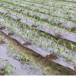 Ground Cover Mat Supplier - OEM PP Weed Control for Garden