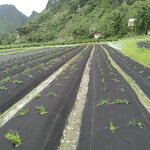 Weed Control Cloth Supplier - OEM PP Woven Membrane Blocker