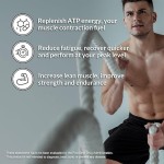 ACORN Creatine Monohydrate Powder Sport Nutrition Supplement Muscle Gain Energy Creatine Powder
