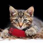 Catnip Cat Toy Manufacturer - OEM Wholesale Cartoon Mice Interactive