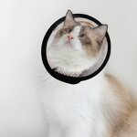 Pet E-Collar Factory - OEM Anti-Bite Lick Wound Healing Plastic