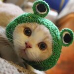 Pet Hat Factory - OEM Character Acrylic Crocheted Funny Cat Dog Hat