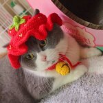 Pet Hat Factory - OEM Character Acrylic Crocheted Funny Cat Dog Hat