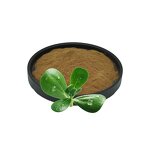 Bacopa Monnieri Extract Manufacturer - 50% Bacopasides Sports Supplement
