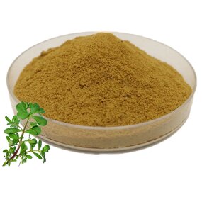 Bacopa Monnieri Extract Manufacturer - 50% Bacopasides Sports Supplement