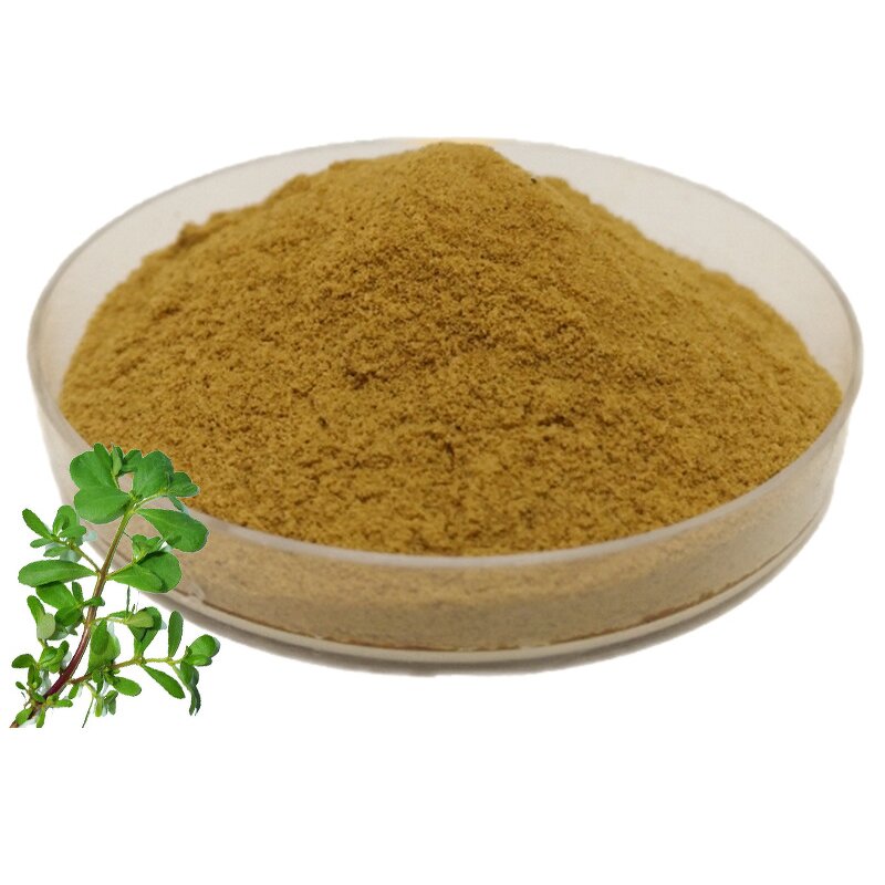 Bacopa Monnieri Extract Manufacturer - 50% Bacopasides Sports Supplement