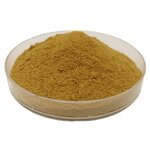 Bacopa Monnieri Extract Manufacturer - 50% Bacopasides Sports Supplement